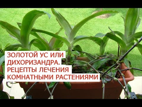 Золотой ус – лечебные свойства и противопоказания