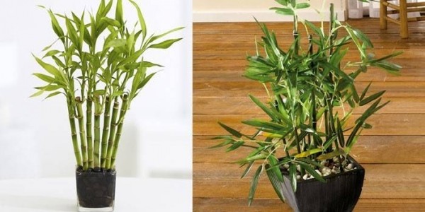 Бамбук: как ухаживать за комнатным растением