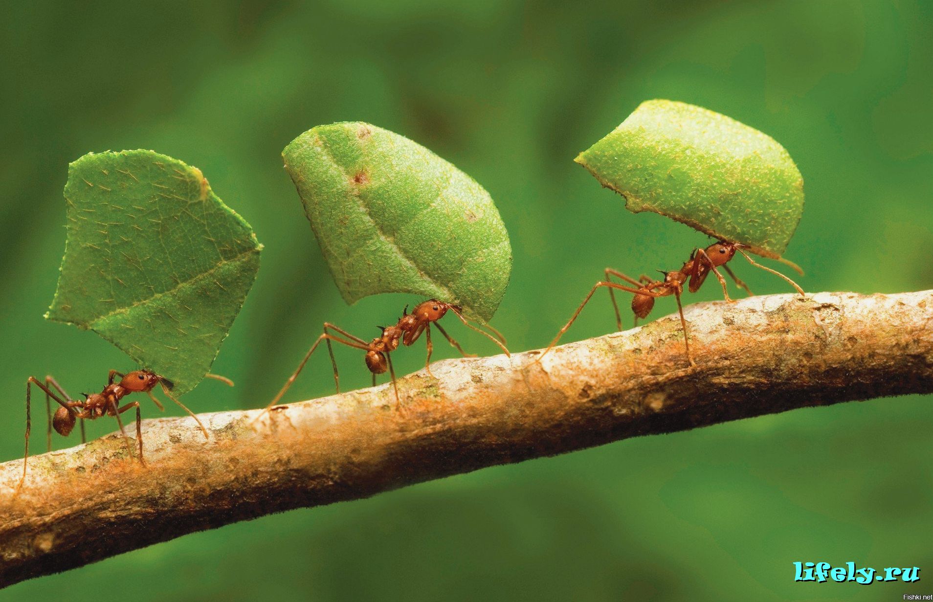 опасны ли муравьи