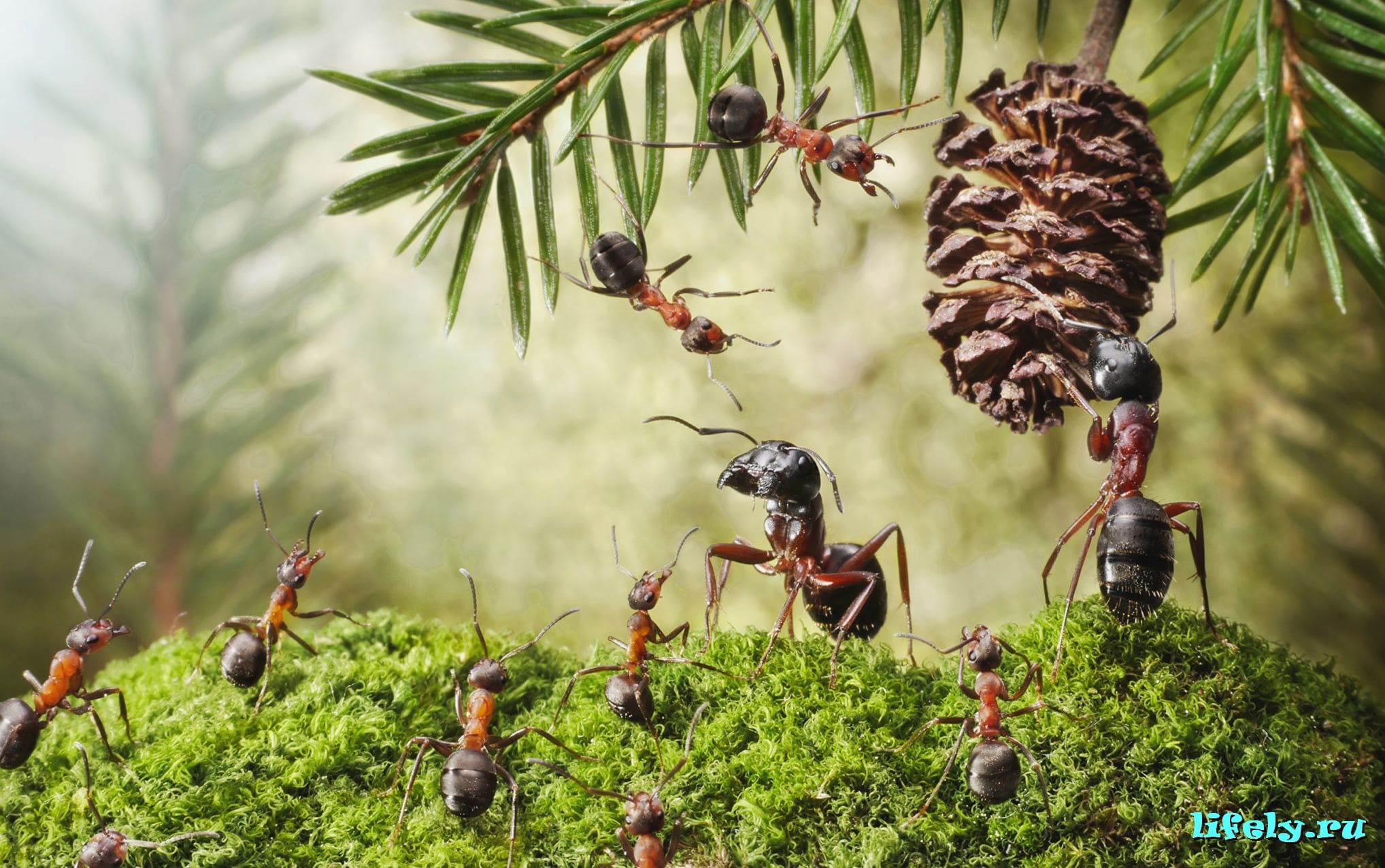 опасны ли муравьи