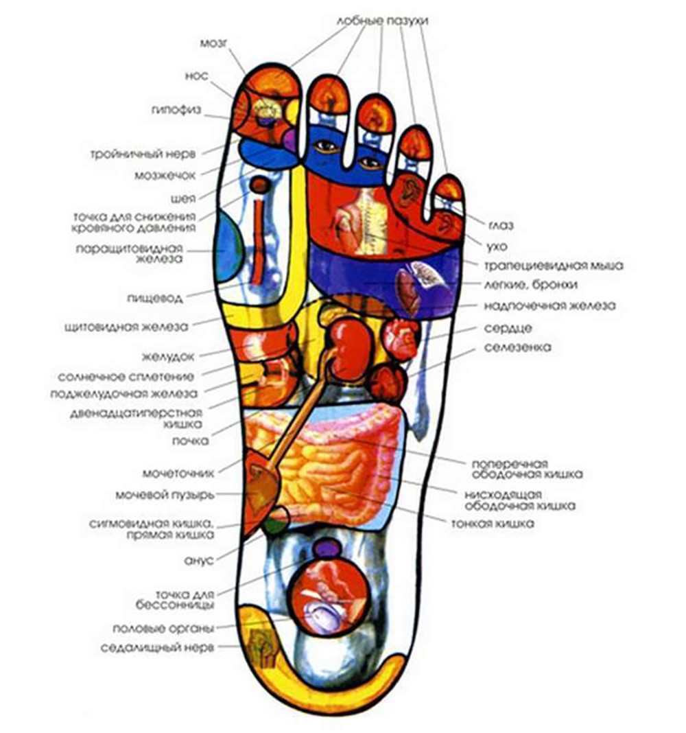 Схема расположения внутренних органов на стопе